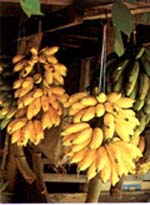 čerstvé črepníkové banány
